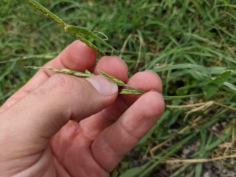 Eriochloa contracta, photographed by Cleveland Powell