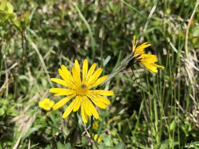 Scorzoneroides helvetica, photographed by Jason Grant