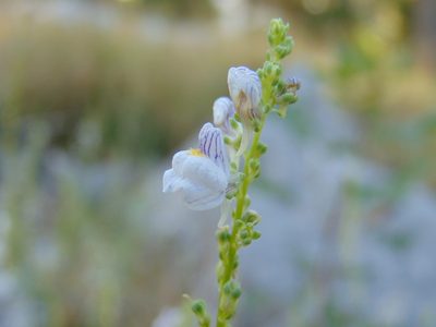 Linaria microsepala, photographed by viridian