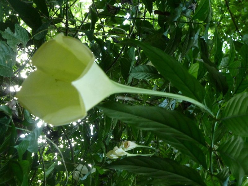 Osa pulchra, photographed by Eduardo Chacón Madrigal