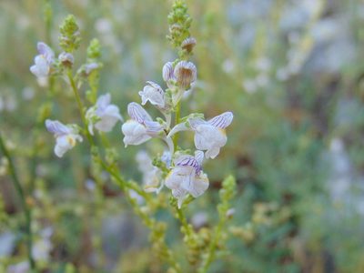 Linaria microsepala, photographed by viridian