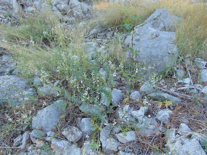 Linaria microsepala, photographed by viridian