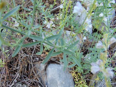 Linaria microsepala, photographed by viridian