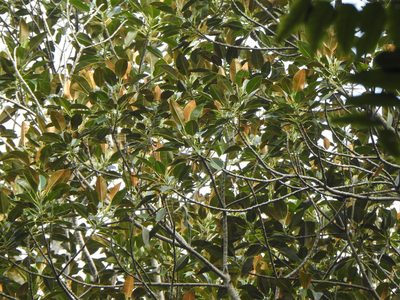 Ficus macrophylla, photographed by Greg Tasney