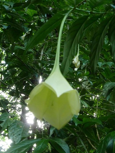 Osa pulchra, photographed by Eduardo Chacón Madrigal
