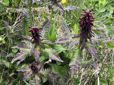 Pedicularis recutita, photographed by Jason Grant