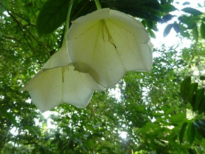 Osa pulchra, photographed by Eduardo Chacón Madrigal