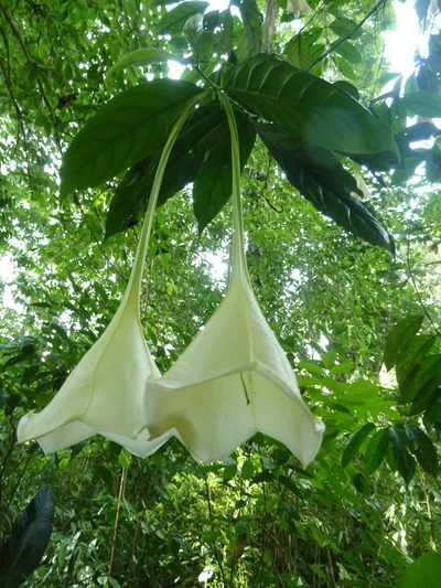Osa pulchra, photographed by Eduardo Chacón Madrigal