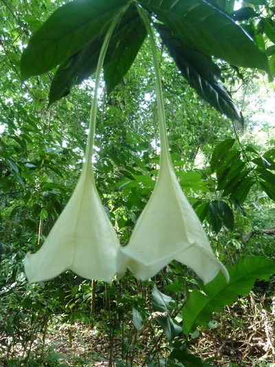 Osa pulchra, photographed by Eduardo Chacón Madrigal