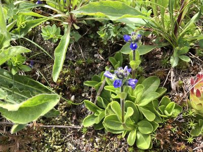 Veronica bellidioides, photographed by Jason Grant