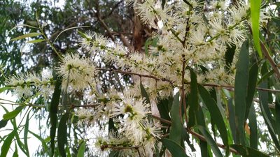 Melaleuca leucadendra, photographed by Steve Fitzgerald