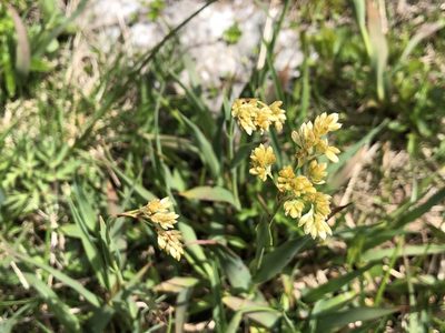 Luzula lutea, photographed by Jason Grant