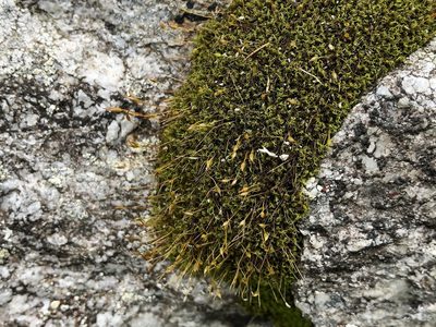 Hymenoloma crispulum, photographed by Jason Grant