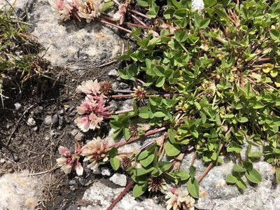 Trifolium pallescens, photographed by Jason Grant