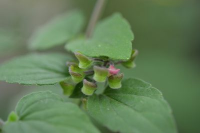 Scutellaria guatemalensis, photographed by Neptalí Ramírez Marcial