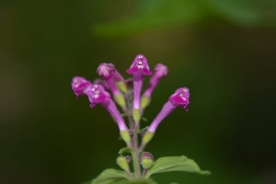 Scutellaria guatemalensis, photographed by Neptalí Ramírez Marcial