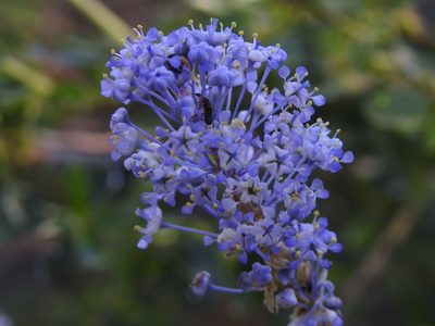 Ceanothus parvifolius, photographed by P Holroyd