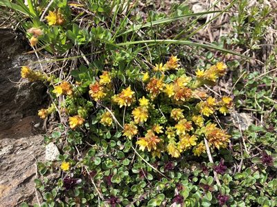 Sedum alpestre, photographed by Jason Grant