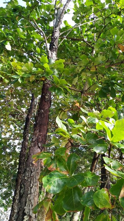 Terminalia arenicola, photographed by Steve Fitzgerald