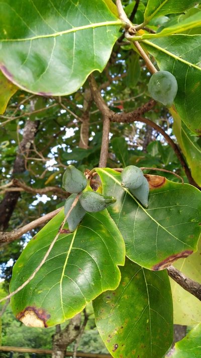 Terminalia arenicola, photographed by Steve Fitzgerald