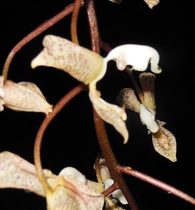 Gongora truncata, photographed by Neptalí Ramírez Marcial