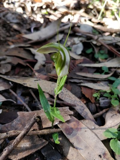 Pterostylis grandiflora, photographed by Will Cornwell