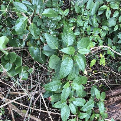 Deeringia arborescens, photographed by Greg Tasney