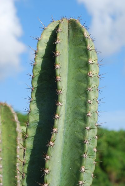 Cereus hexagonus, photographed by Douglas Goldman