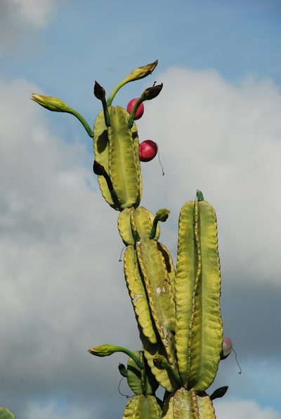 Cereus hexagonus, photographed by Douglas Goldman