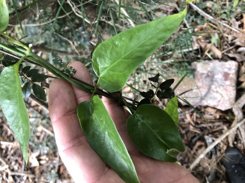 Vincetoxicum ovatum, photographed by Greg Tasney