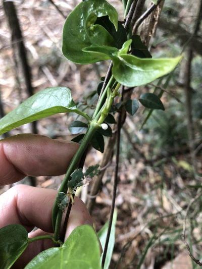 Vincetoxicum ovatum, photographed by Greg Tasney