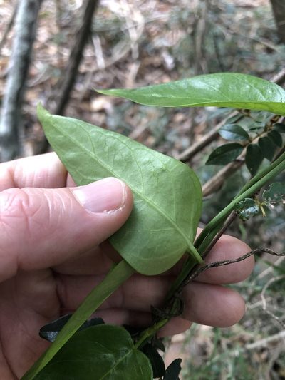 Vincetoxicum ovatum, photographed by Greg Tasney
