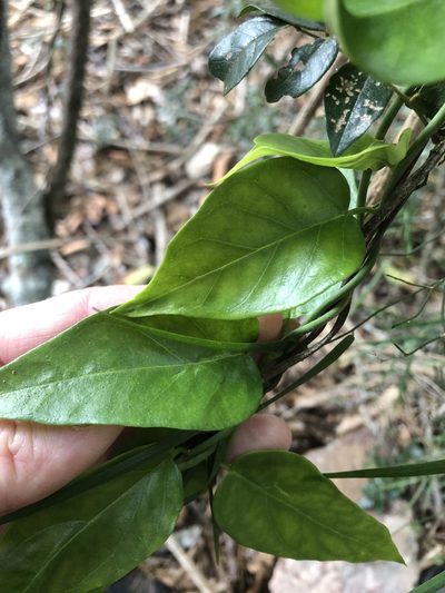 Vincetoxicum ovatum, photographed by Greg Tasney