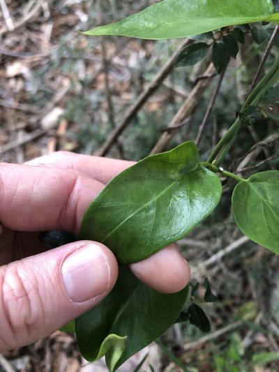 Vincetoxicum ovatum, photographed by Greg Tasney