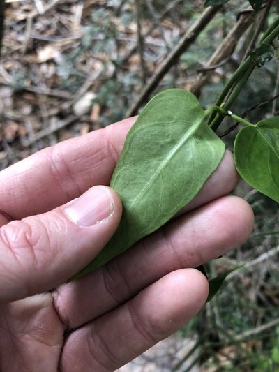 Vincetoxicum ovatum, photographed by Greg Tasney