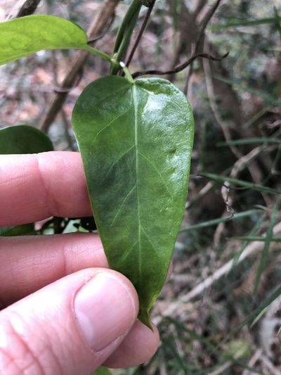 Vincetoxicum ovatum, photographed by Greg Tasney