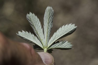Potentilla pulcherrima, photographed by Craig Martin