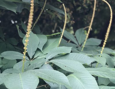 Aesculus parviflora, photographed by Andrew Garn