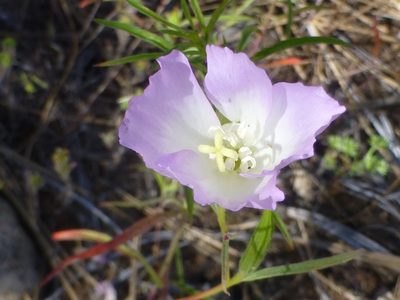 Clarkia arcuata, photographed by Steve Woodward