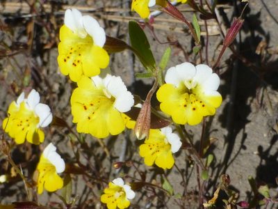 Erythranthe bicolor, photographed by Steve Woodward
