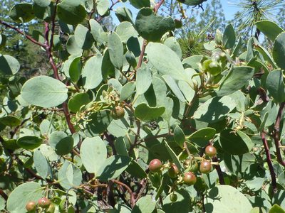 Arctostaphylos mewukka, photographed by Steve Woodward