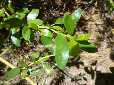 Ceanothus parvifolius, photographed by Steve Woodward