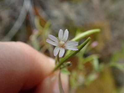 Epilobium minutum, photographed by Randal