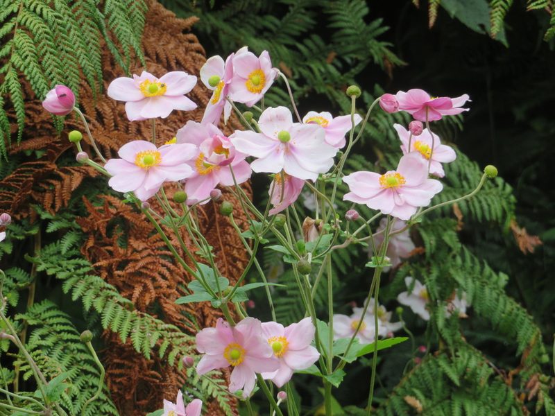 Eriocapitella hupehensis, photographed by William Brockelsby