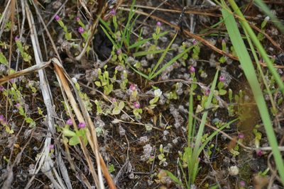 Zeltnera muehlenbergii, photographed by Spencer Quayle