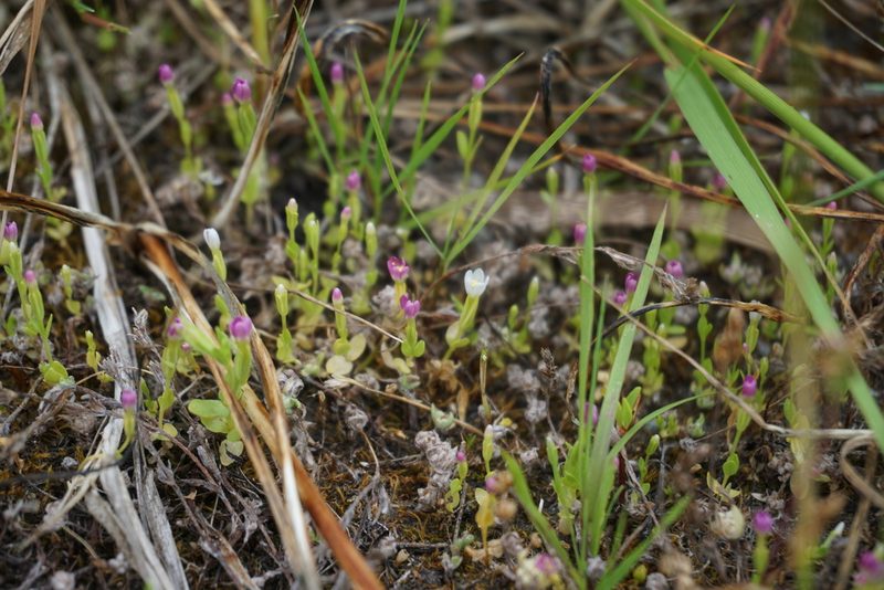 Zeltnera muehlenbergii, photographed by Spencer Quayle
