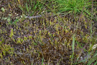 Zeltnera muehlenbergii, photographed by Spencer Quayle