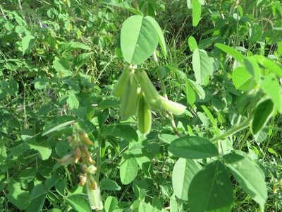 Crotalaria incana, photographed by Ben Machado