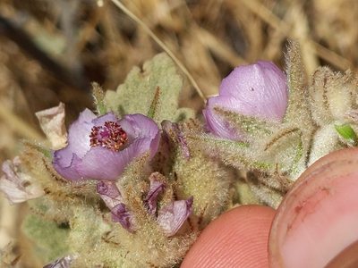 Malacothamnus fremontii, photographed by Ken-ichi Ueda