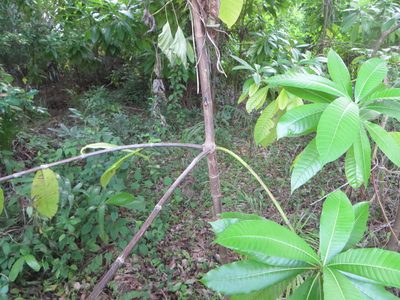 Alstonia macrophylla, photographed by Ben Machado